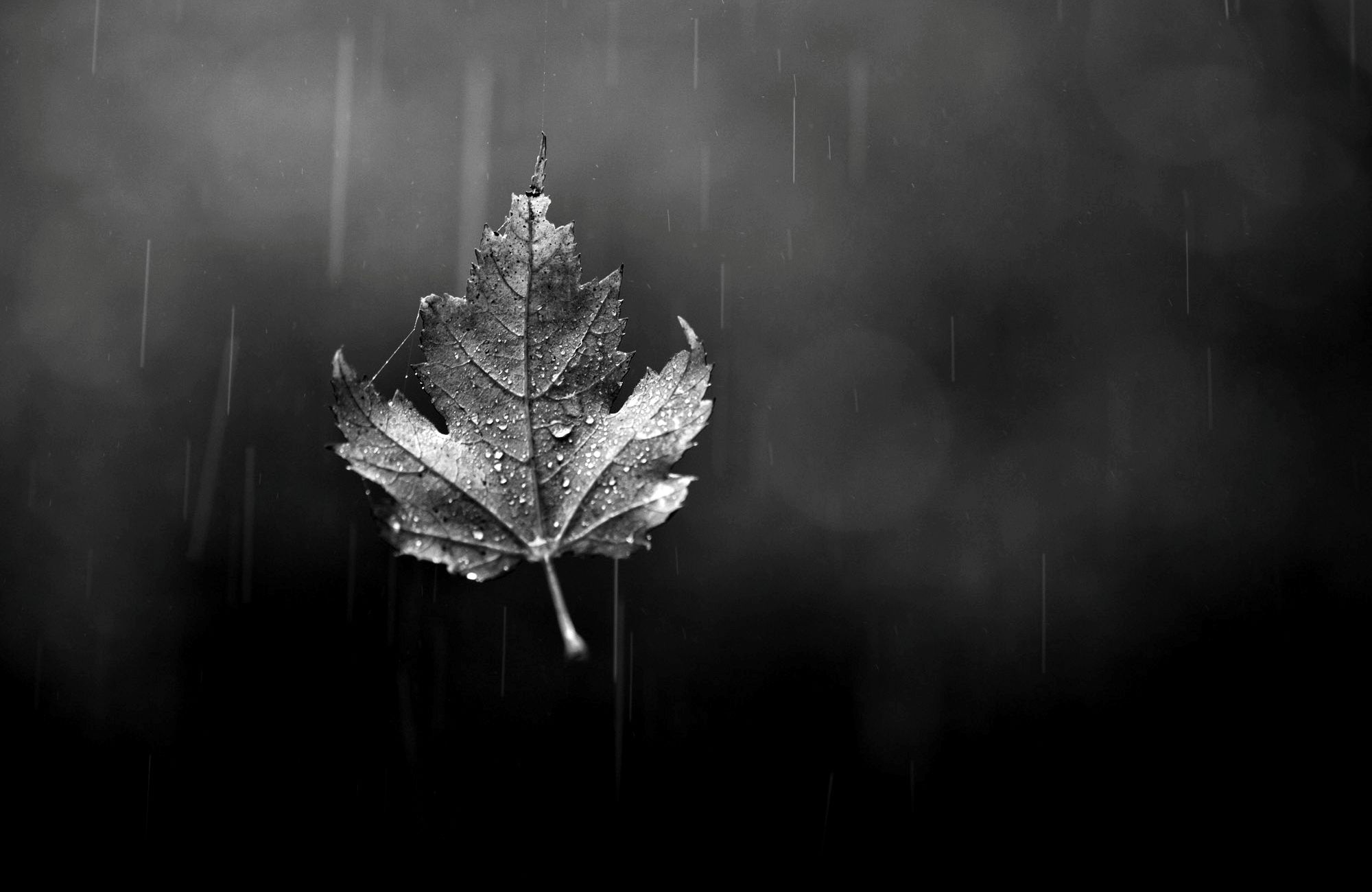 Free download Black And White Leaf Wallpaper for [2000x1300] for your Desktop, Mobile & Tablet. Explore Tropical Wallpaper Borders at Walmart. Home Depot Wallpaper Borders, Kmart Wallpaper Borders
