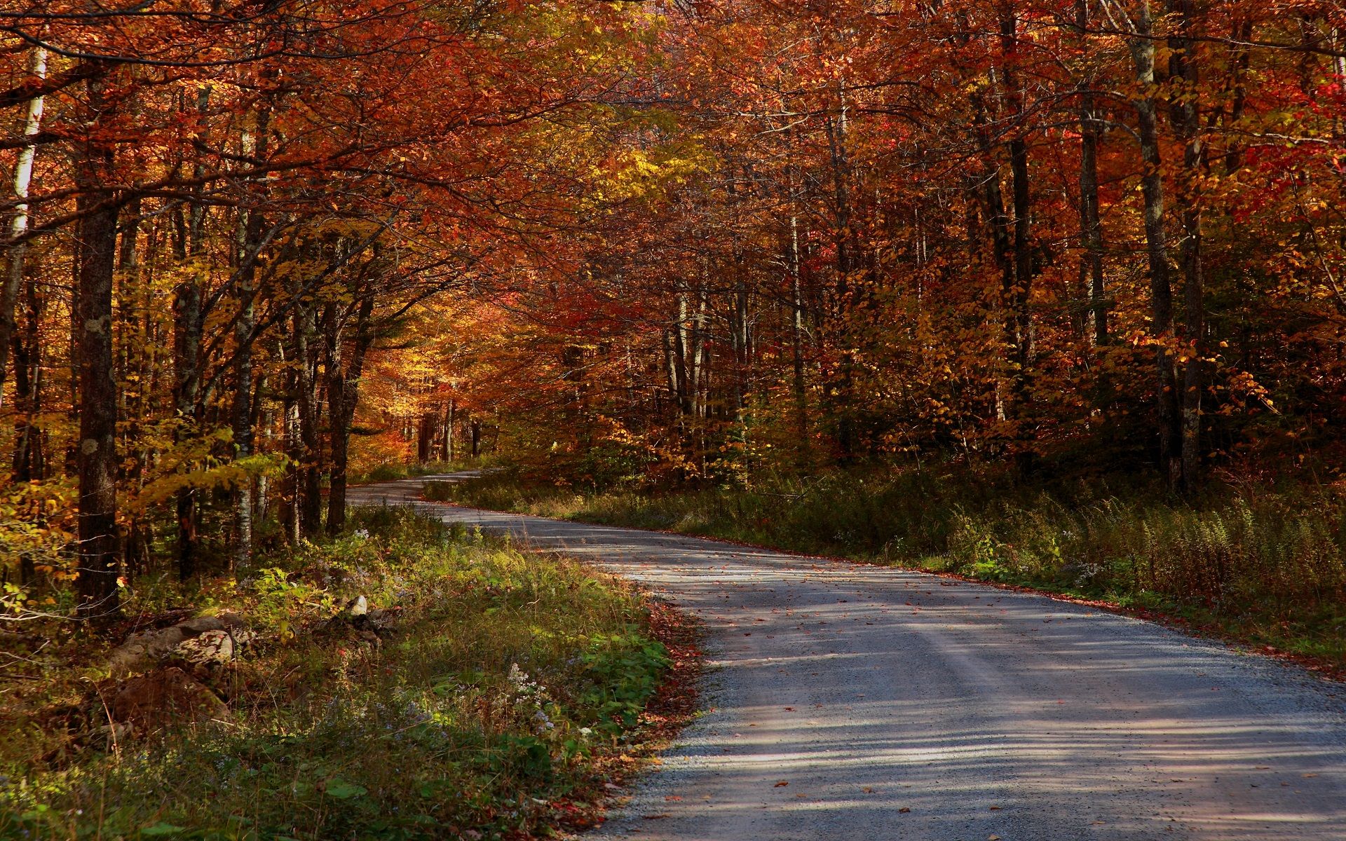 Free Forest Road wallpaperx1200