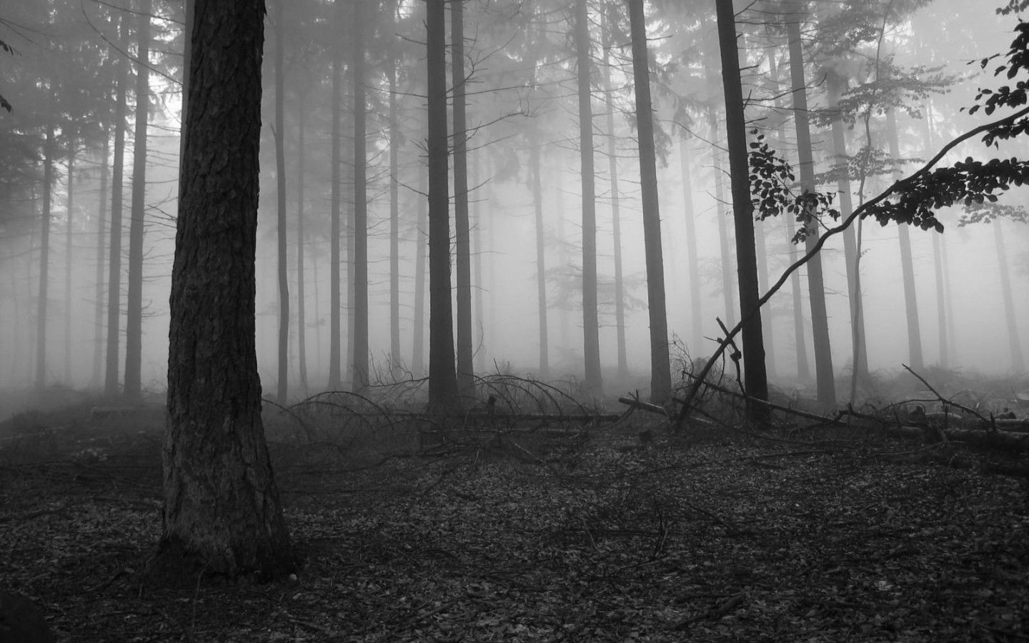 night forest wallpaper Desktop Wallpaperk HD