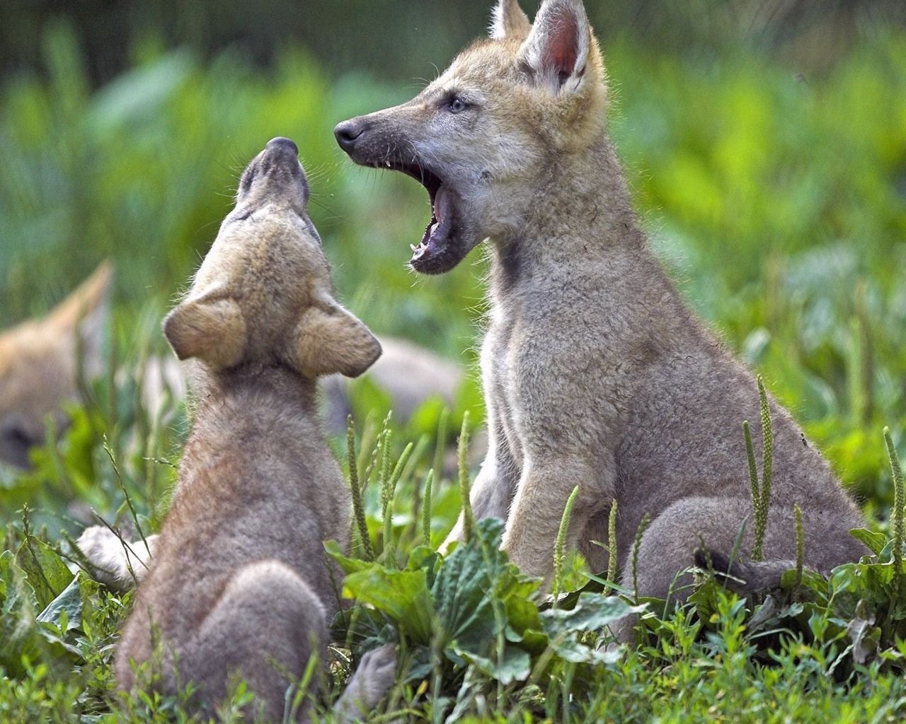 Download HD wildlife wallpaper, wildlife photography picture, wildlife photography image, best wildlife picture, free wild. Baby wolves, Big animals, Wolf pup