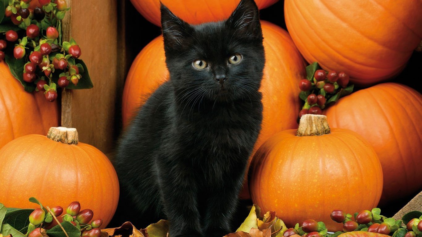 Kitten Autumn Fall Black Halloween Pumpkins Cat Leaves Berries Wallpaper Beautiful. Black cat halloween, Fall cats, Black kitten