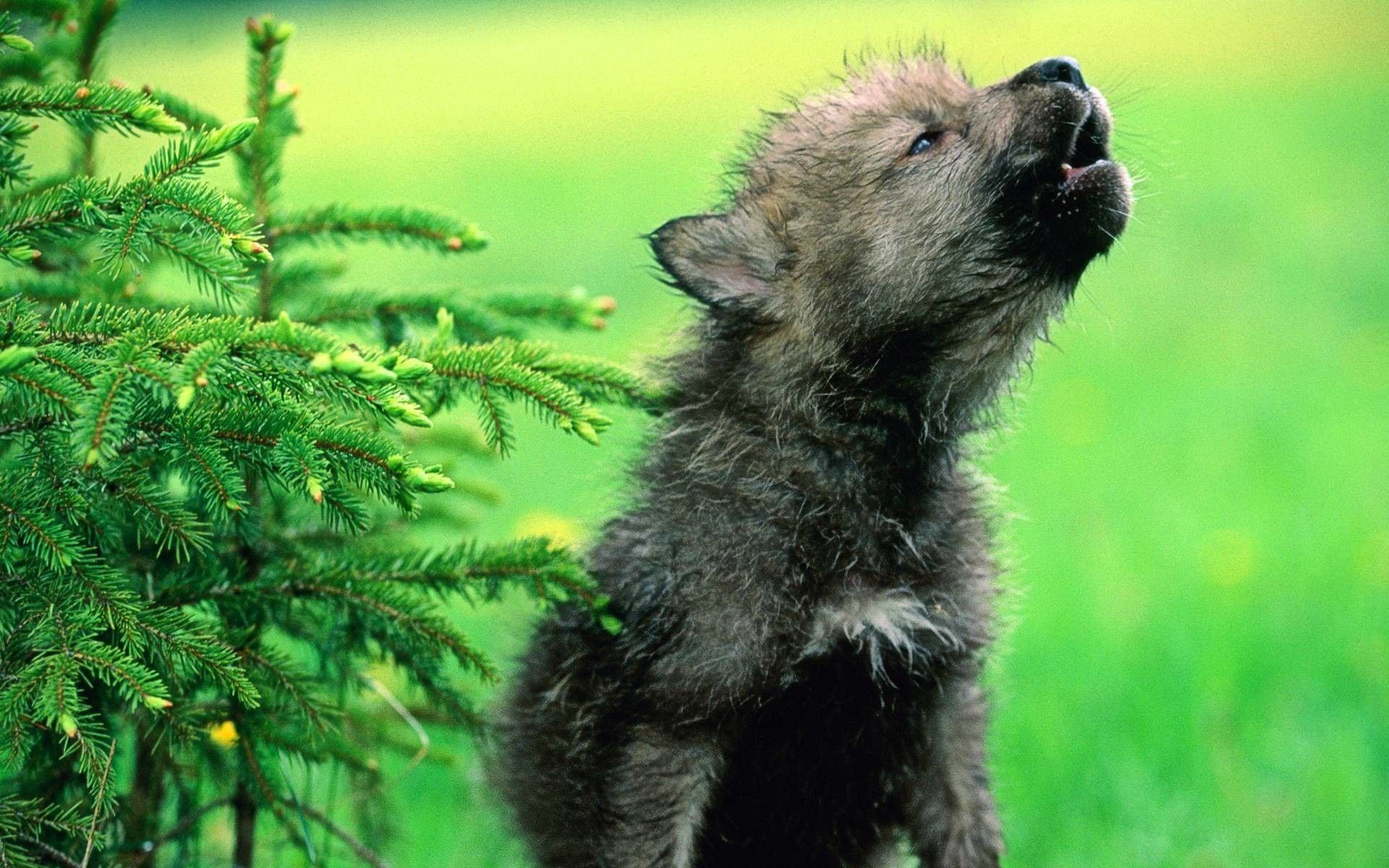 Baby Wolf Wallpaper Free Baby Wolf Background