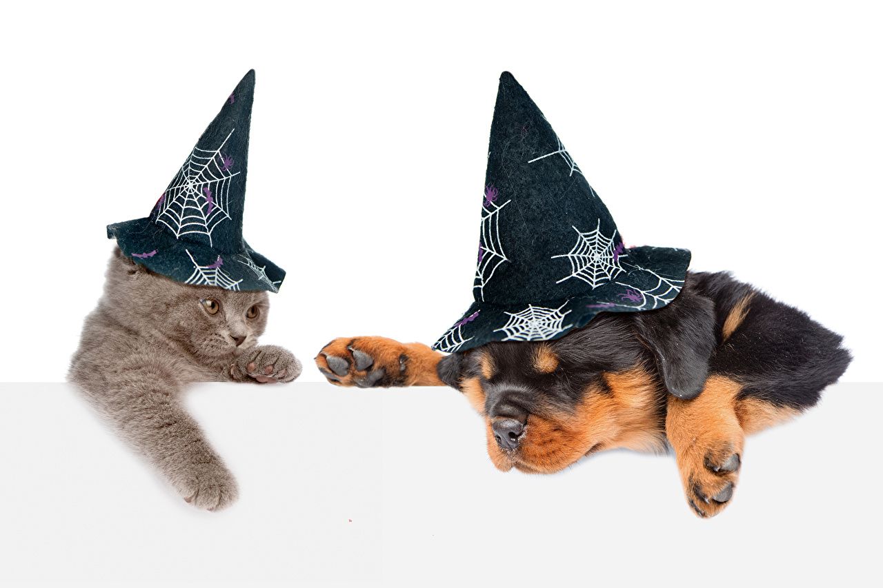Picture animal Puppy kitty cat Rottweiler Dogs Cats Hat Halloween