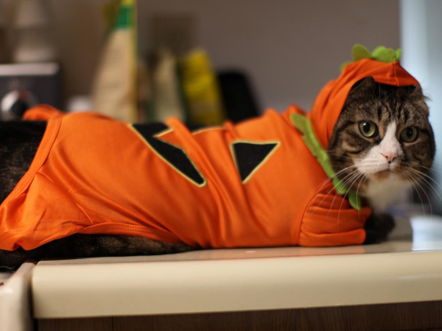 Kitty's Costume For Halloween HD desktop wallpaper, Widescreen, High Definition