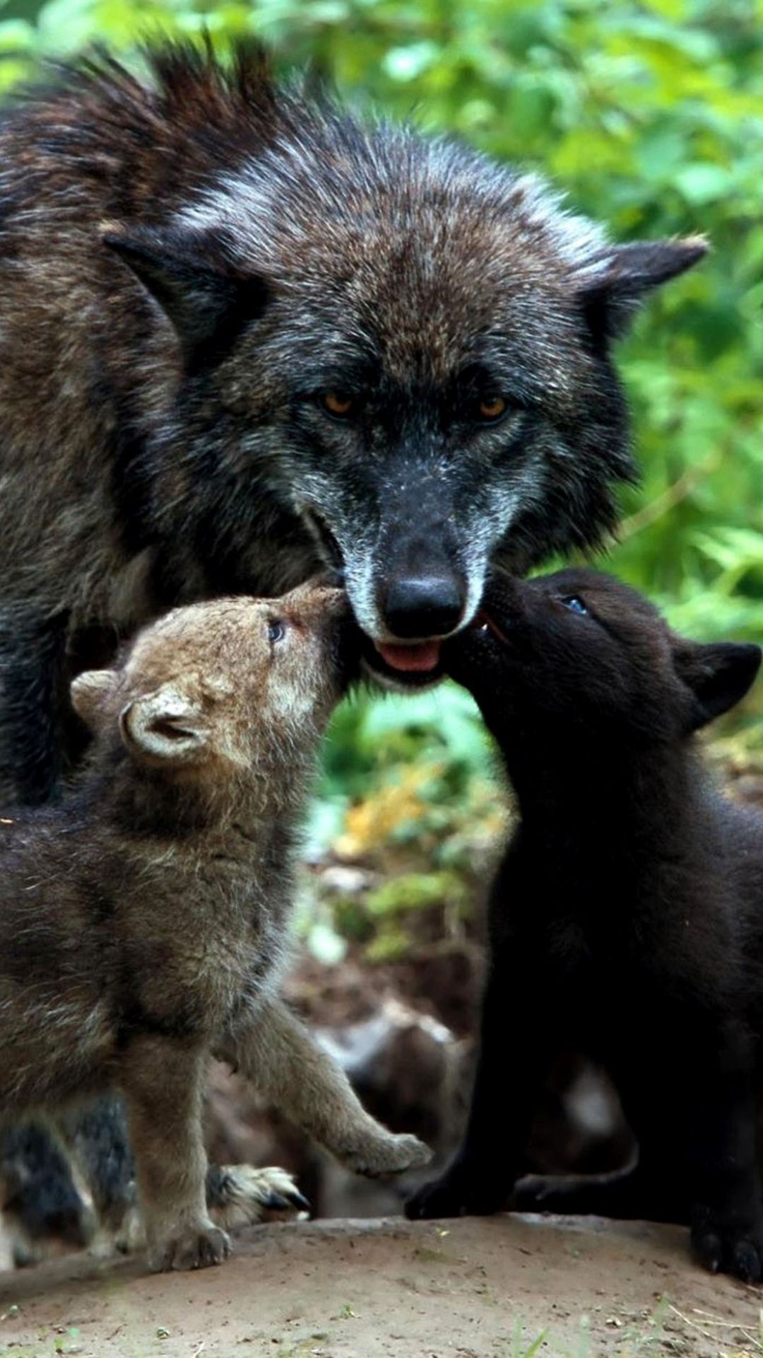 Wallpaper wolves, family, grass, puppies. Animals beautiful, Cute animals, Animals wild