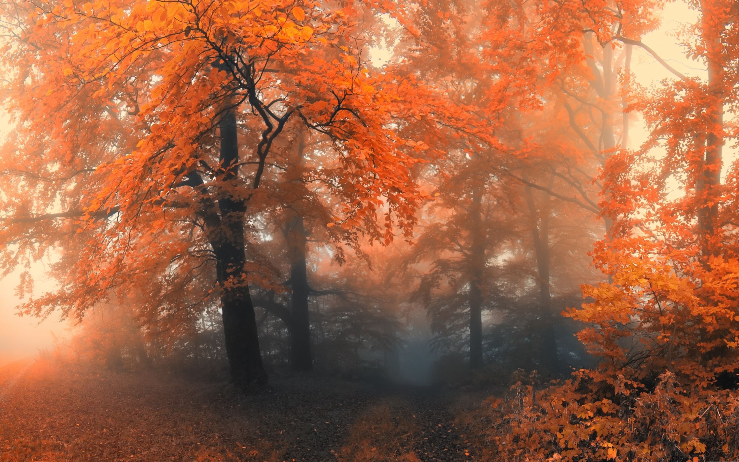 Autumn 19 MacBook Air Wallpaper Download