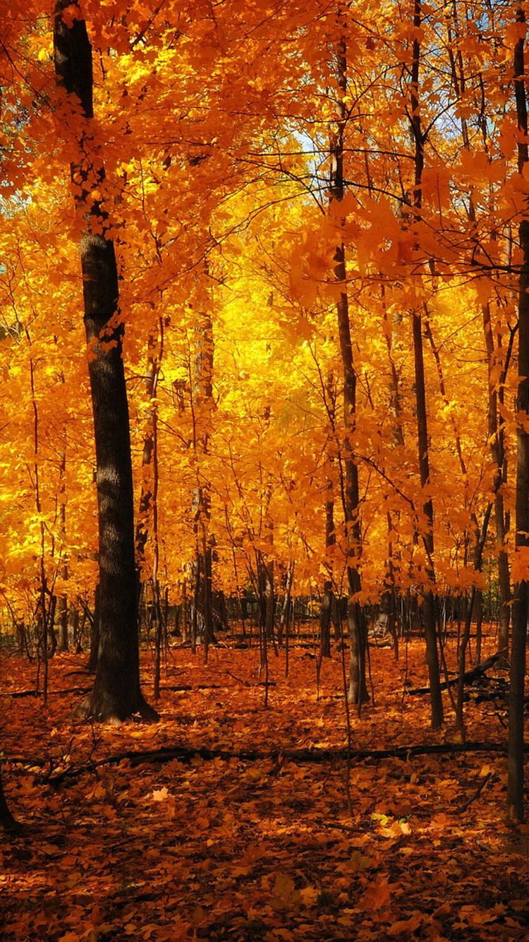 Orange Forest Autumn iPhone 6 Wallpaper HD
