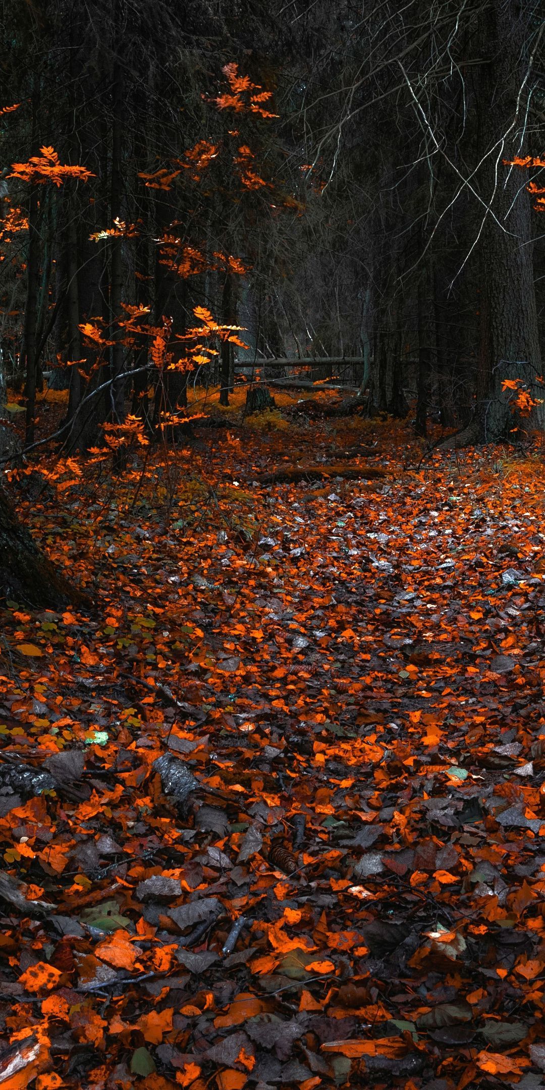 Autumn, orange leaves, forest, nature, 1080x2160 wallpaper. Autumn leaves wallpaper, Fall wallpaper, Leaf wallpaper