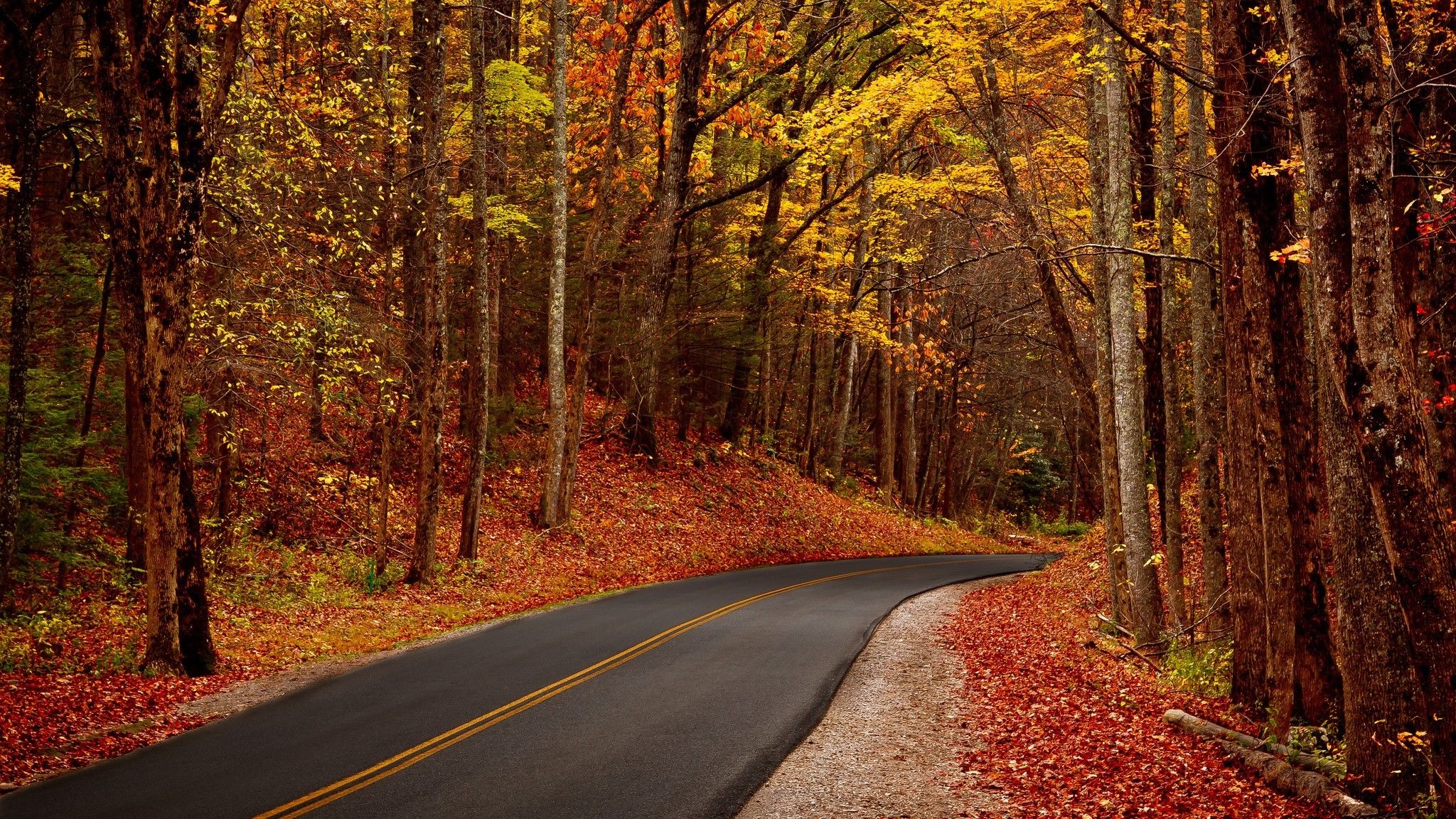 #road, #forest, #fall, wallpaper. Mocah.org HD Desktop Wallpaper