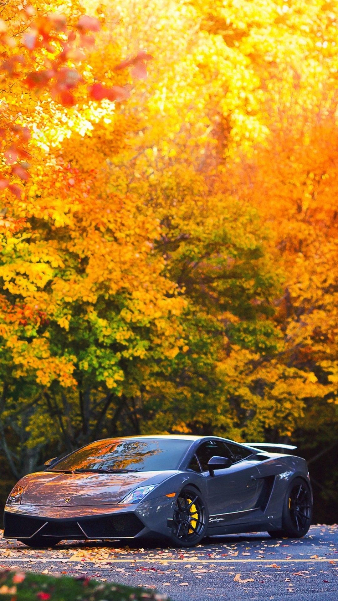 Autumn HD Wallpaper for Sony Xperia Z6