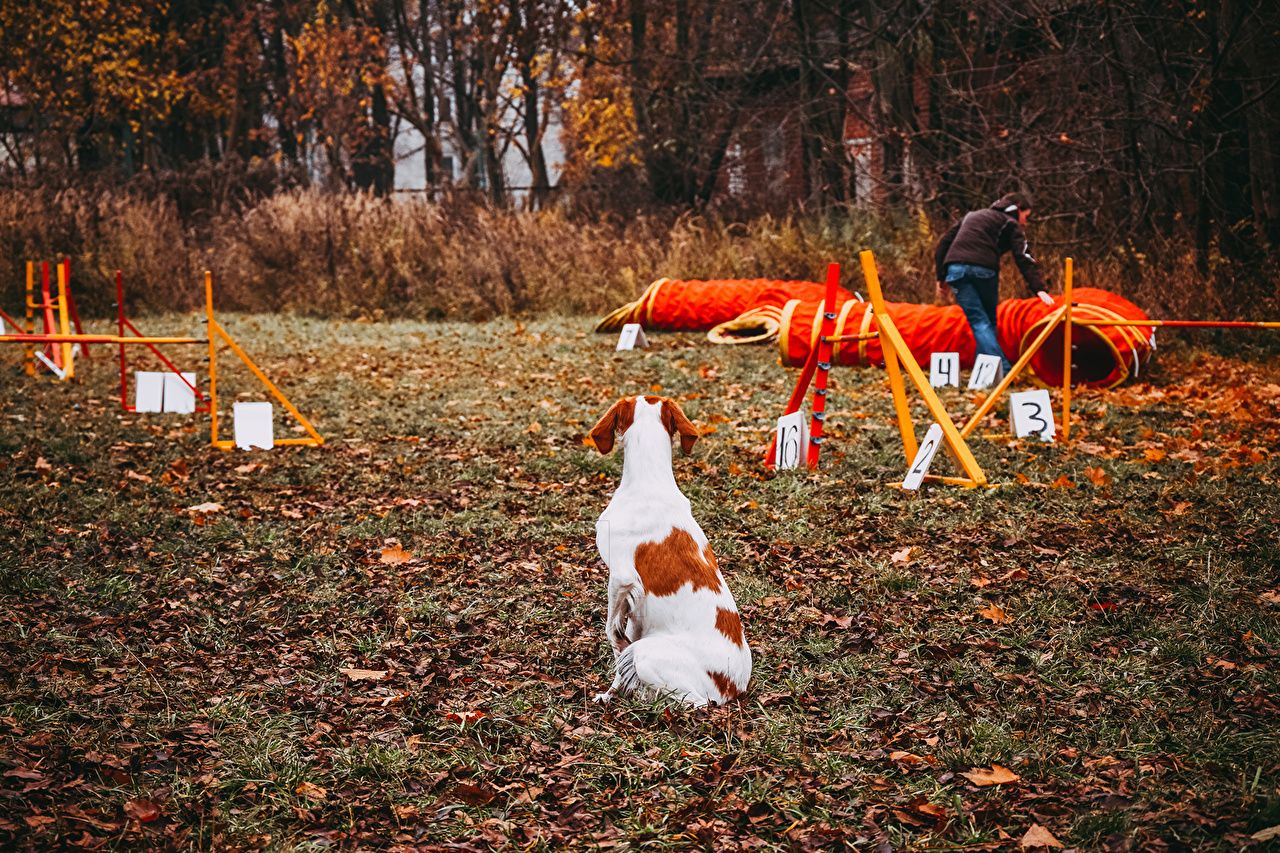 Photo Dogs Brittany Dog agility Autumn athletic Animals