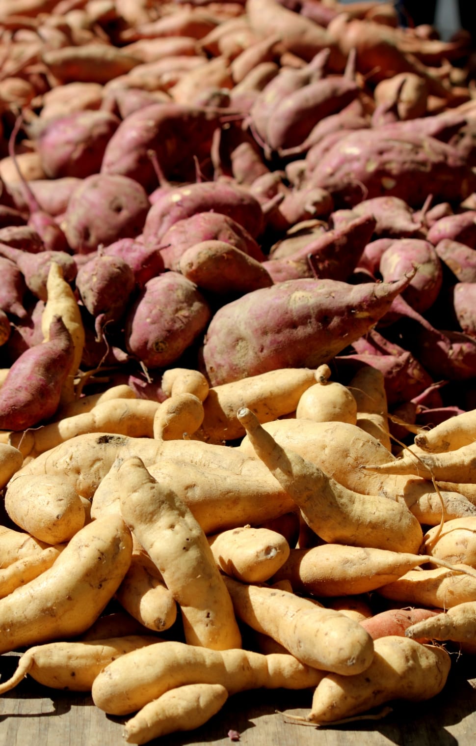 sweet potato lot free image