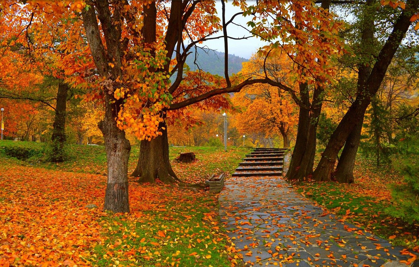 Wallpaper Autumn, Trees, Park, Fall, Foliage, Park, Autumn, Colors, Trees, Falling leaves, Leaves image for desktop, section природа