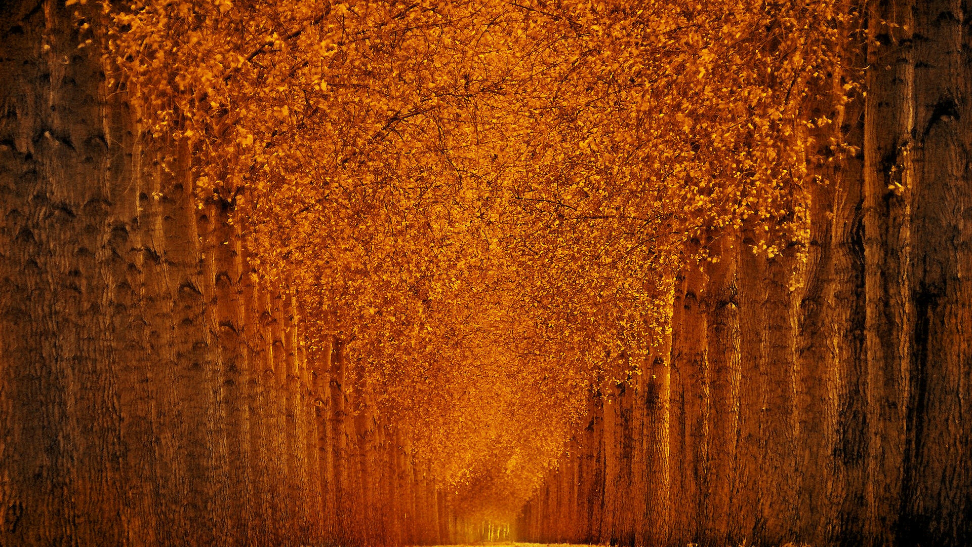 Wallpaper autumn park, 5k, 4k wallpaper, trees, leaves, Nature