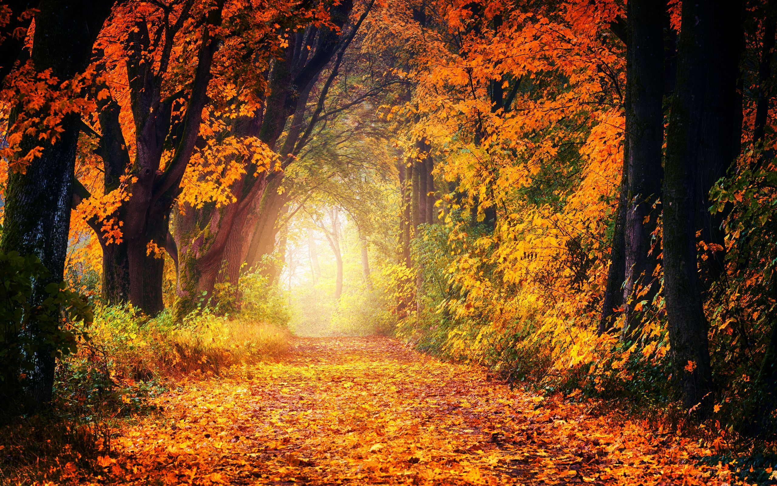 Download wallpaper 2560x1600 autumn, park, foliage, trees, path, light, golden widescreen 16:10 HD background