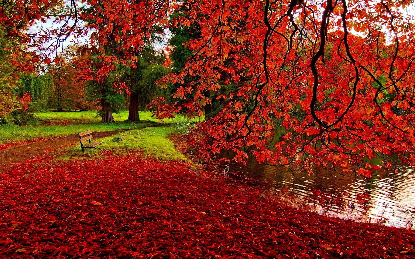 Red Leaves Autumn Park HD Wallpaper Image