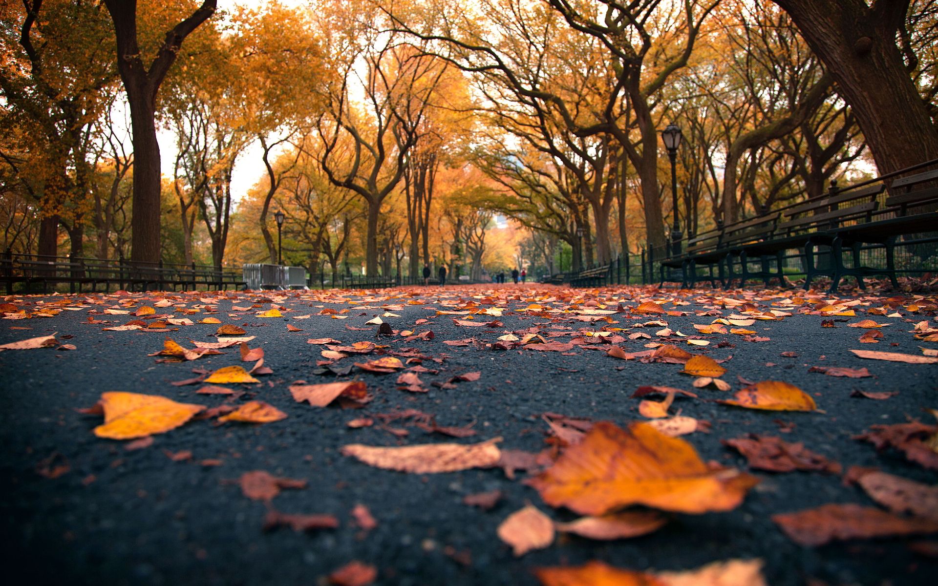 autumn beautiful leaves Desktop Wallpaperk HD
