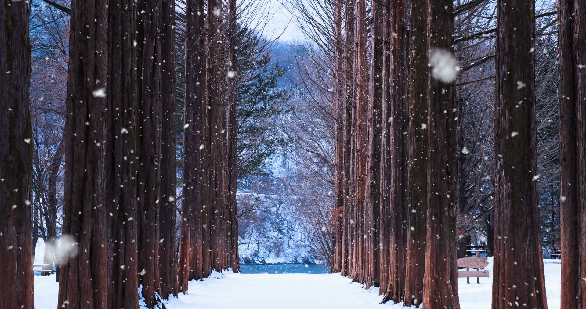 Winter South Korea Wallpapers Wallpaper Cave Winter South Korea Wallpapers Wallpaper Cave