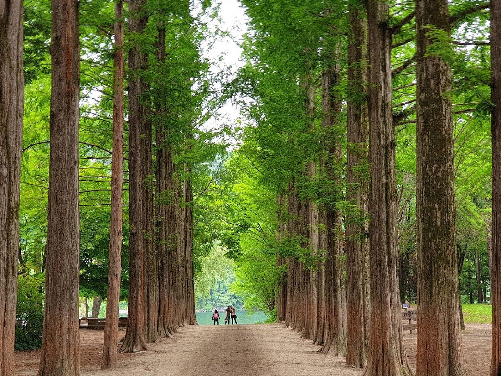 Autumn Nami Island Wallpapers - Wallpaper Cave