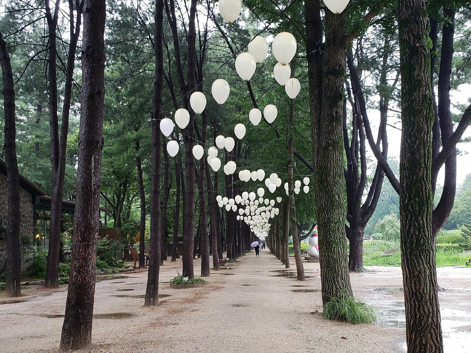 Nami Island Wallpaper