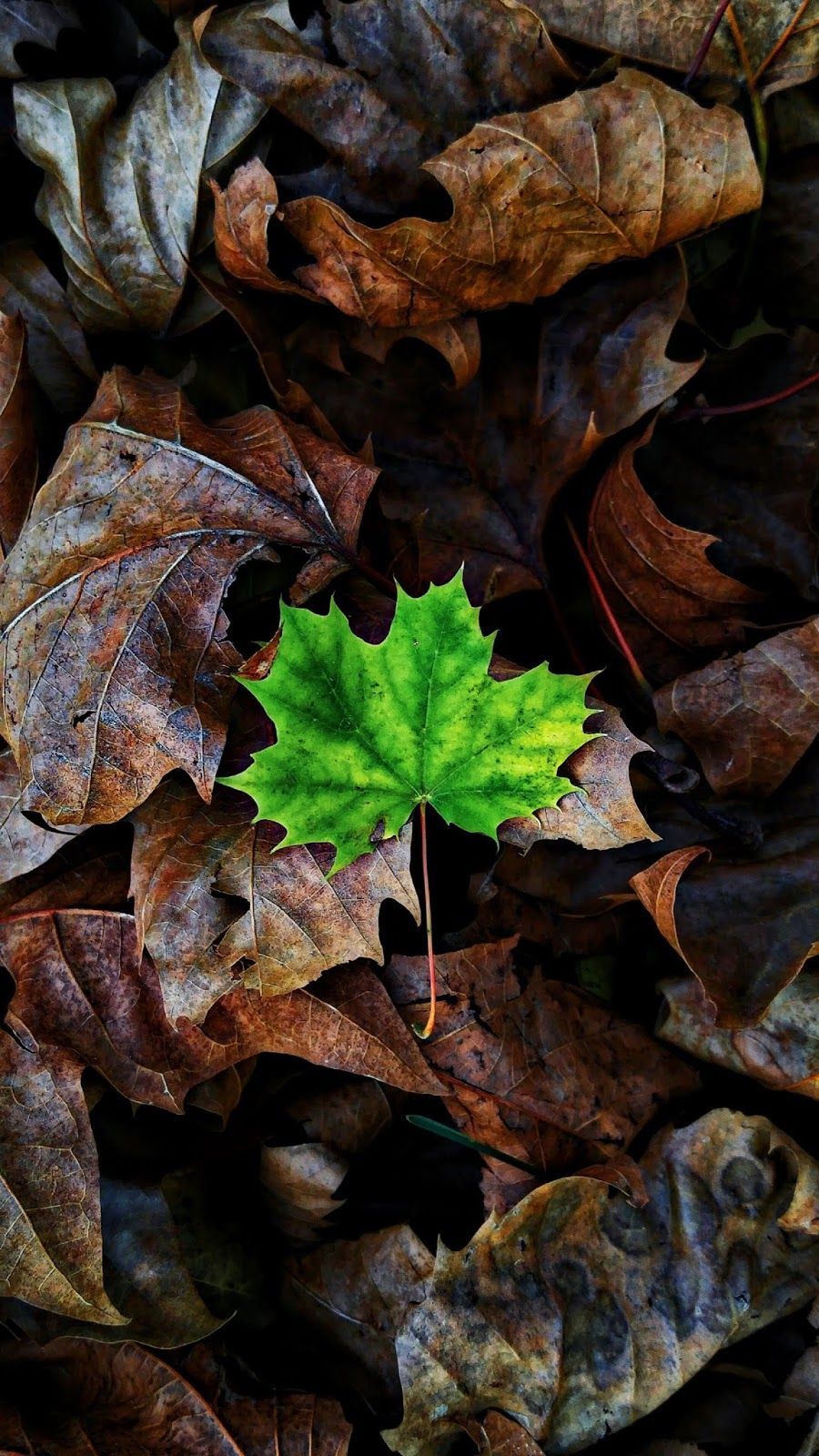 leaves, leaf, green, autumn, brown. Cool wallpaper for phones, Nature, Nature photography