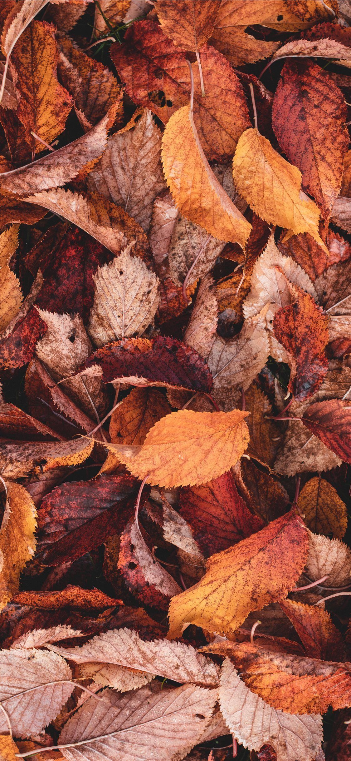 brown and yellow leaves. Autumn leaves art, iPhone wallpaper fall leaves, Autumn leaves wallpaper