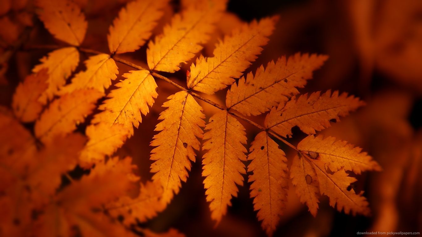 Brown Autumn Leaves Wallpaper /brown Autumn Leaves Wallpaper. Autumn Leaves Wallpaper, Orange Leaf, Leaf Wallpaper