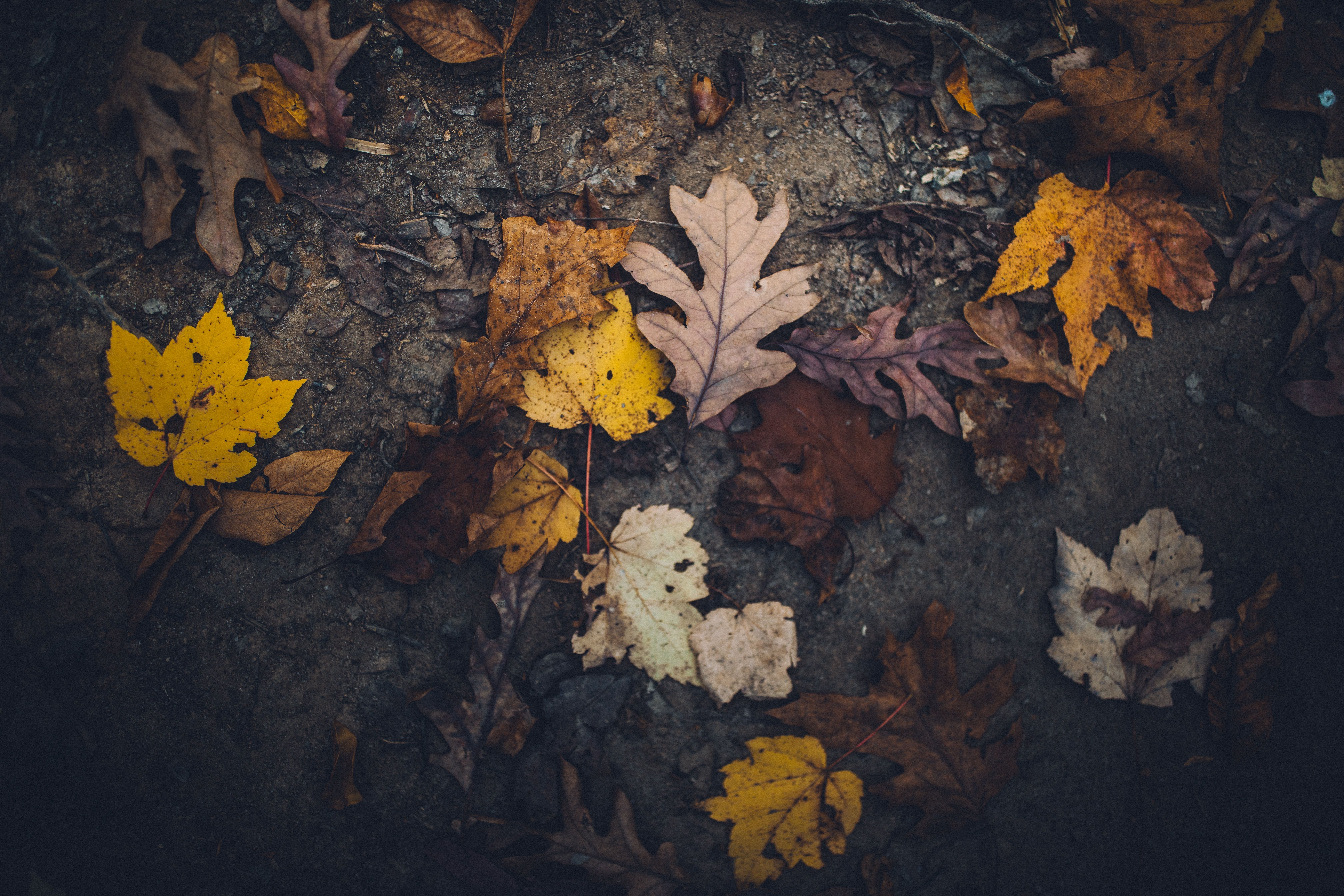 6720x4480 #leaf, #brown, #fall, #leafe, #gray, #Free , #background, #autumn, #dark, #ground, #leaves, #wallpaper, #moody, #yellow, #soil, #gravel, #mood. Mocah HD Wallpaper