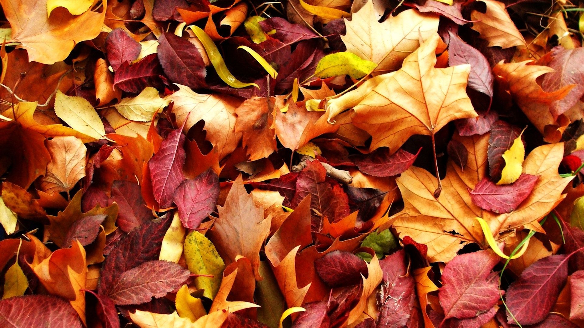 Free Autumn Leaves Wallpaper
