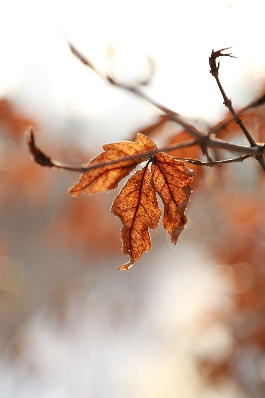 leaves, leaf, autumn, the leaves, autumn leaves, brown, nature, winter, phone wallpaper, plant part