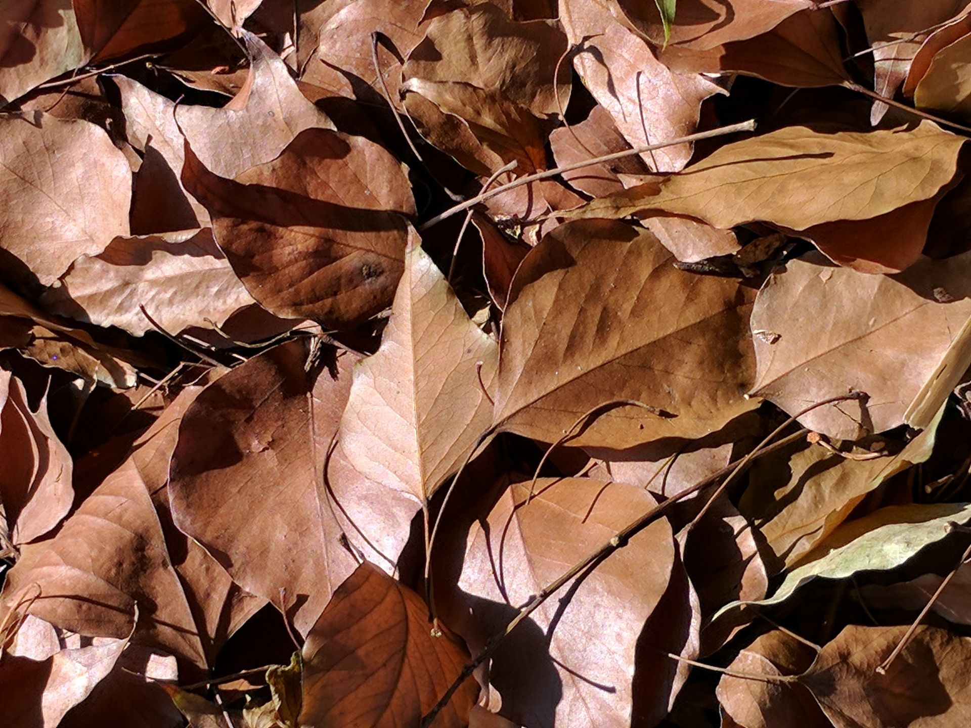 Brown Fall Leaf Wallpaper