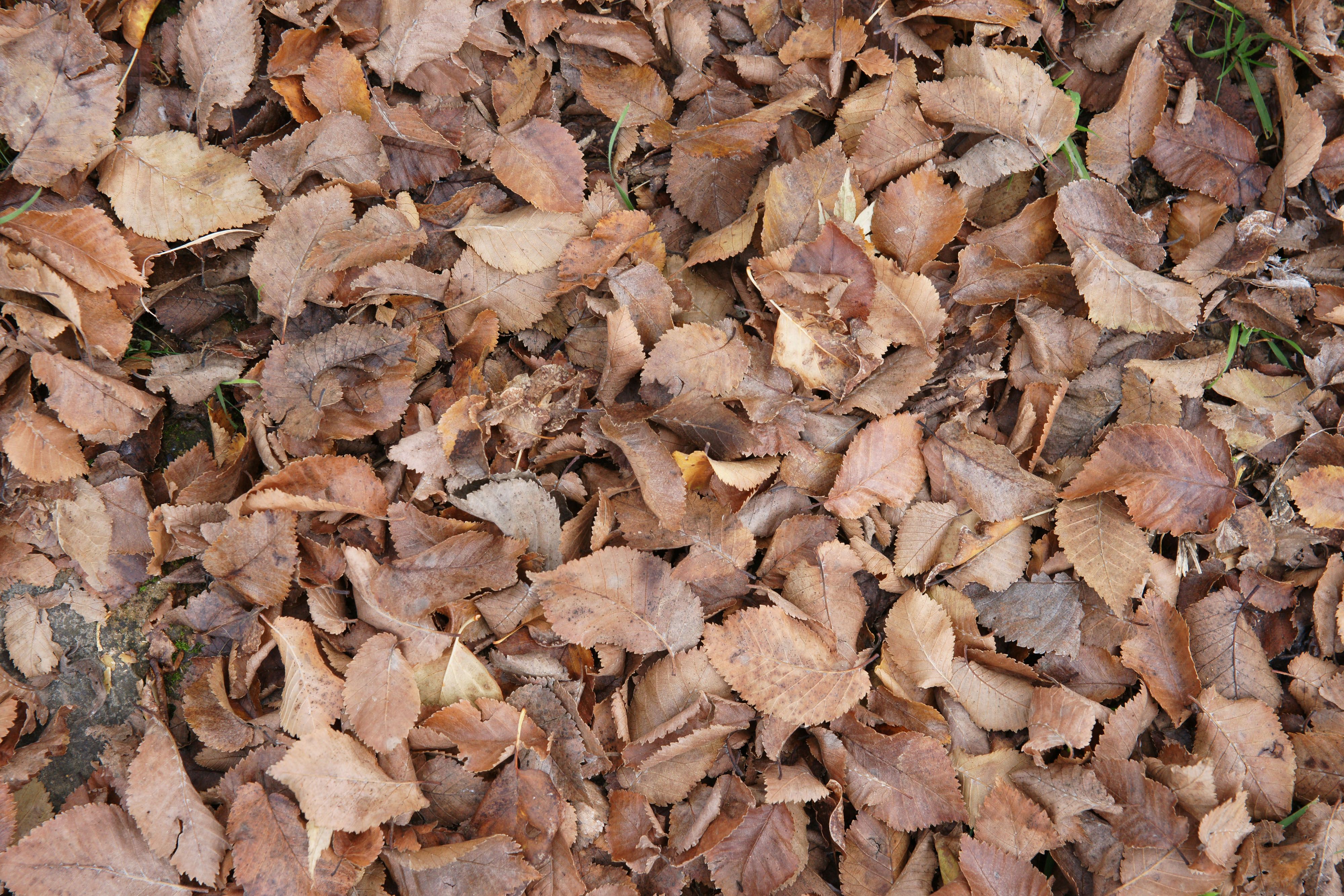 Brown Autumn or Fall Leaves Texture