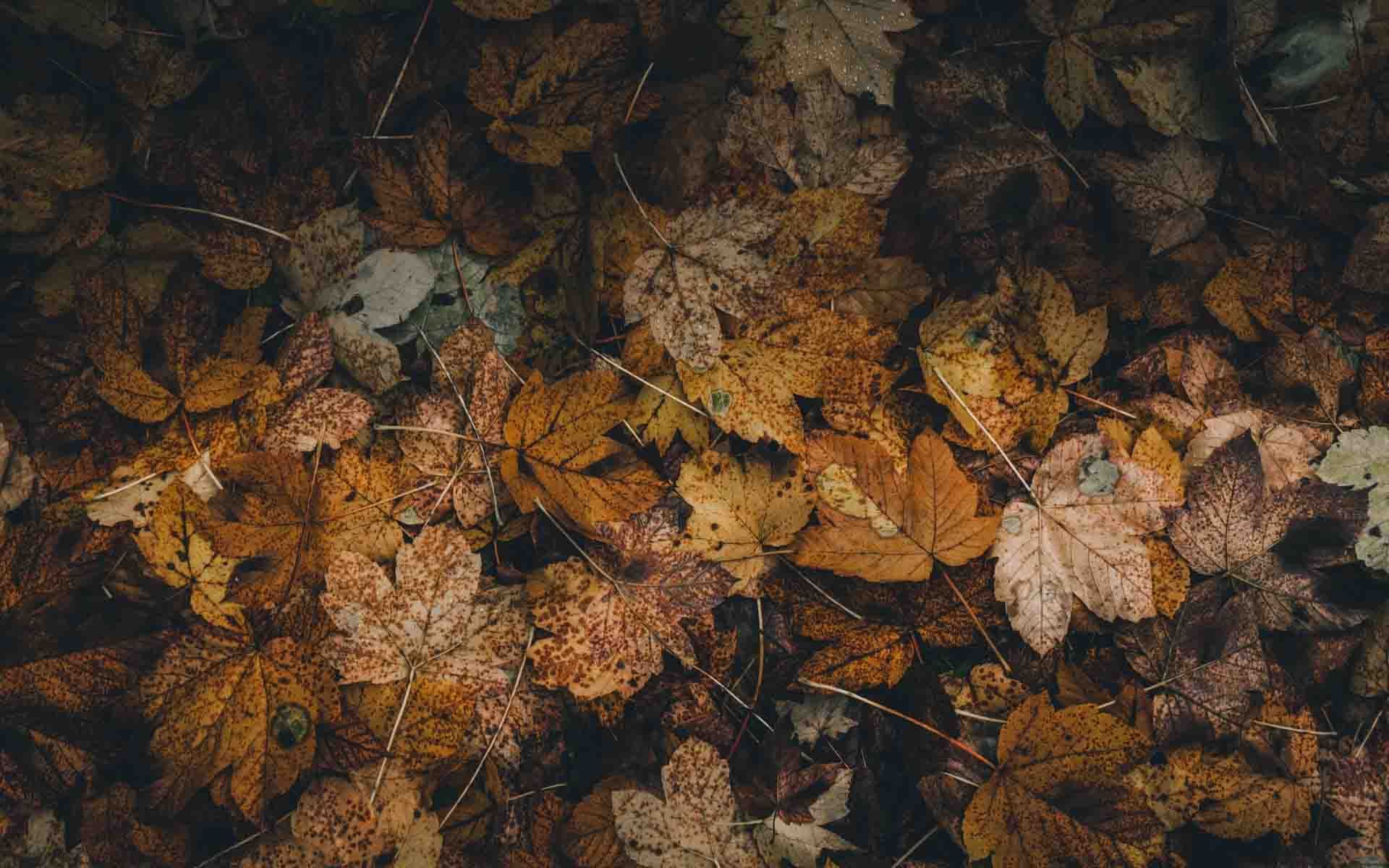 Fallen leaves wallpaper HD. Autumn leaves wallpaper, Leaf wallpaper, Focus picture