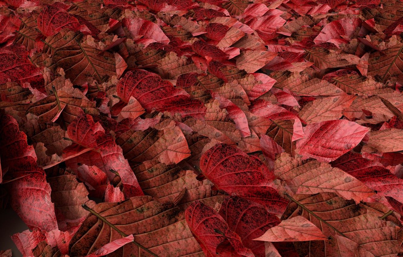 Wallpaper autumn, leaves, background, colorful, red, autumn, leaves, autumn image for desktop, section текстуры