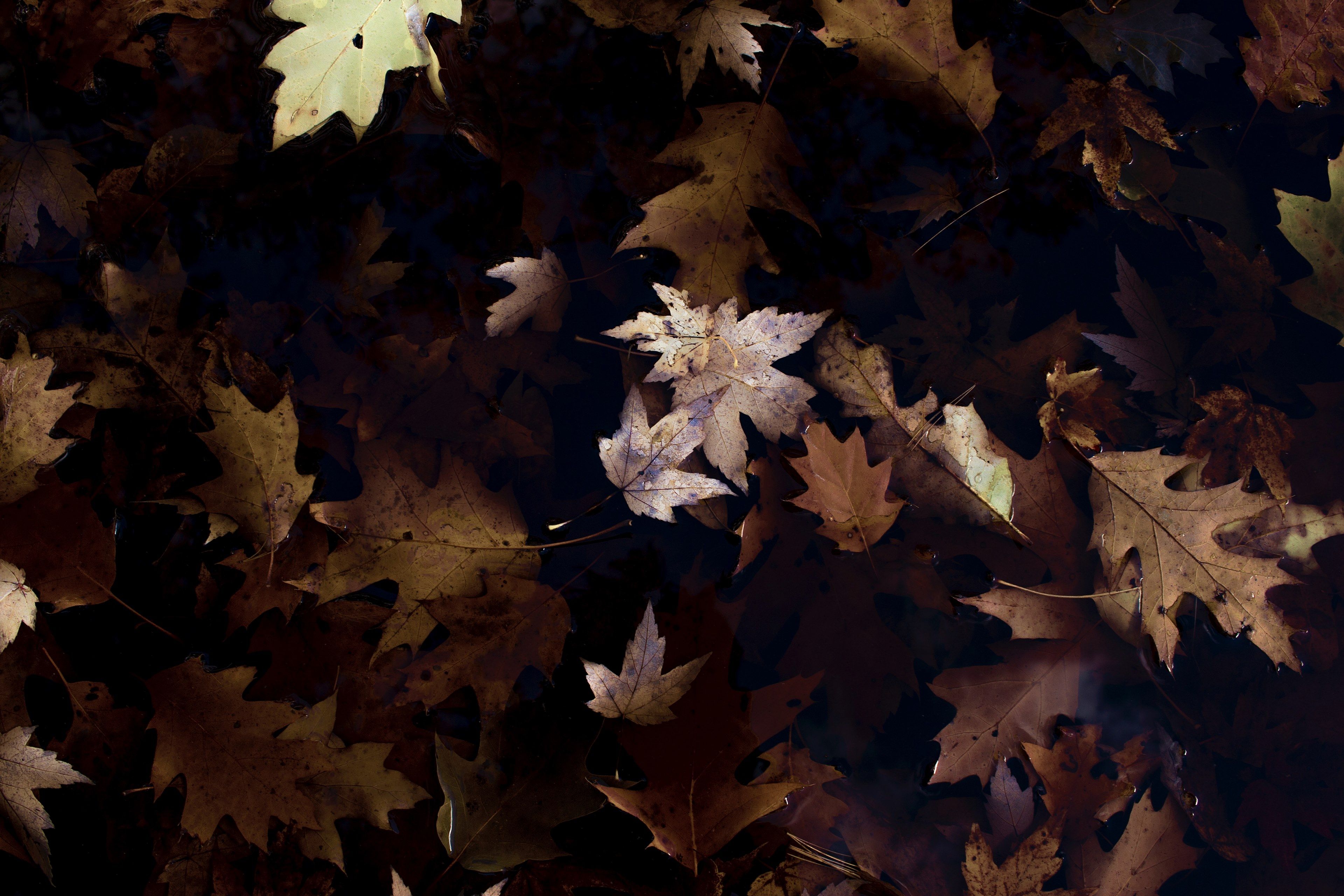 Wallpaper / an overhead shot of brown autumn maple and oak leaves on the ground, top view of brown leaf litter 4k wallpaper