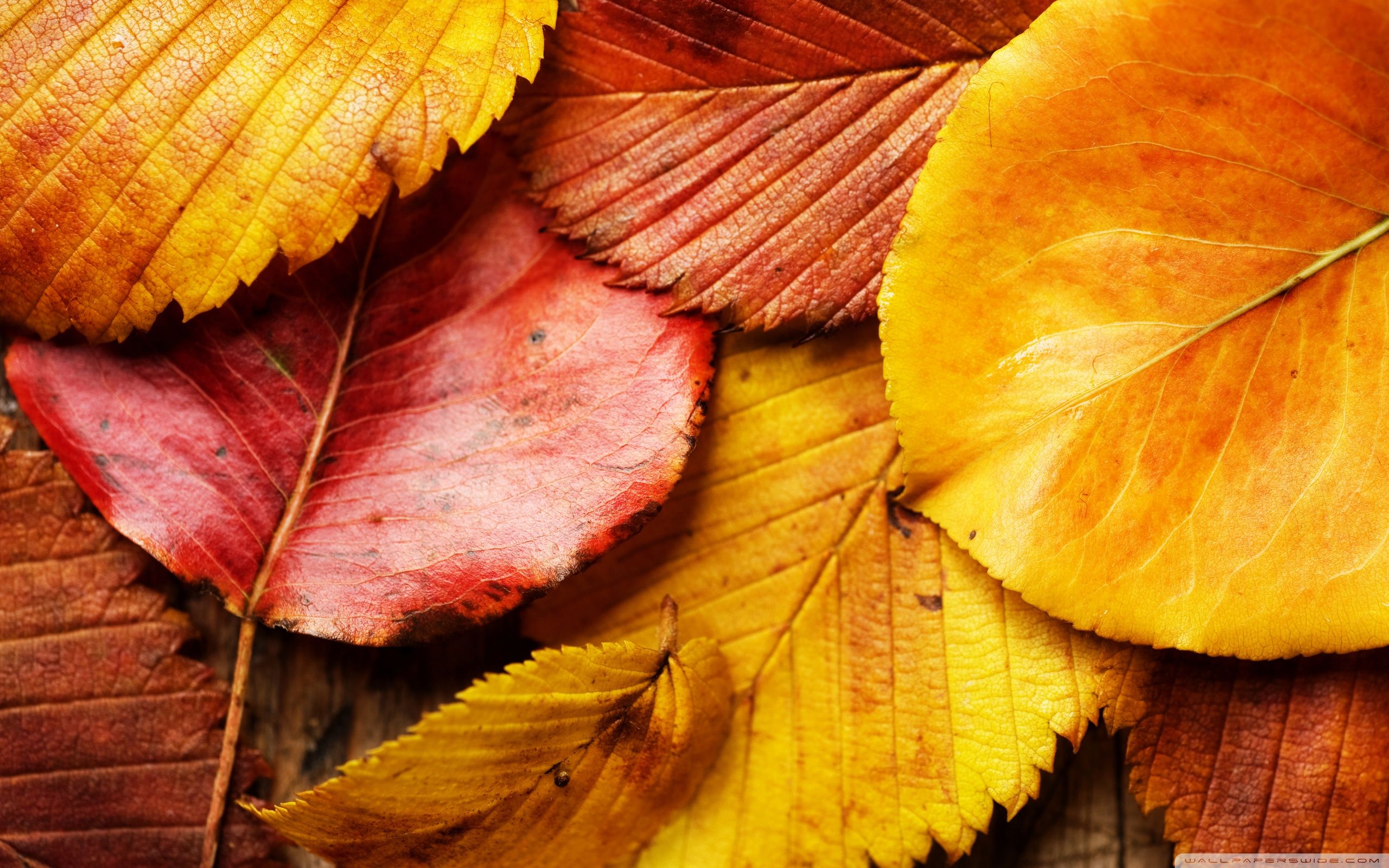 Beautiful Autumn Leaves Ultra HD Desktop Background Wallpaper for 4K UHD TV, Tablet