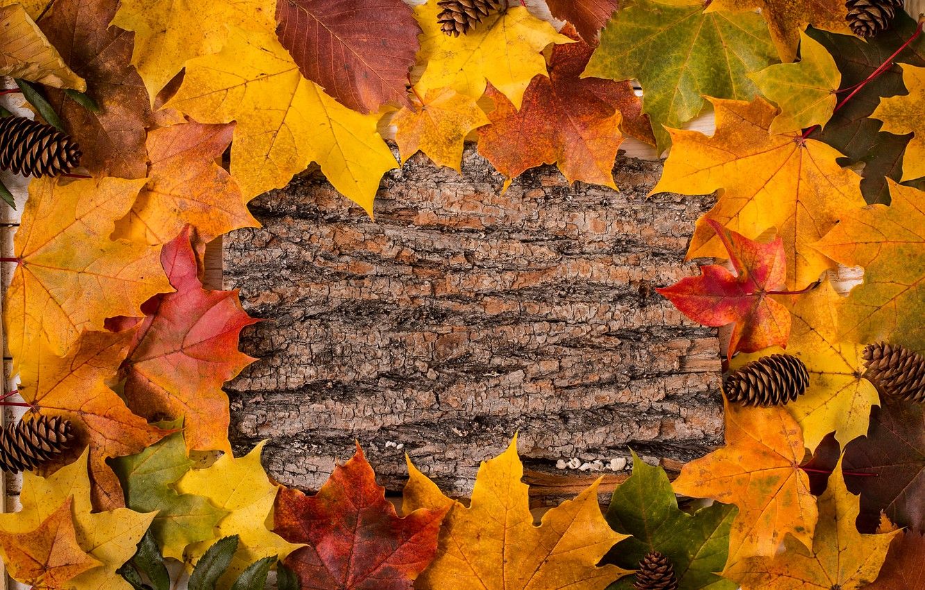 Wallpaper autumn, leaves, background, colorful, rainbow, maple, wood, autumn, leaves, maple image for desktop, section текстуры