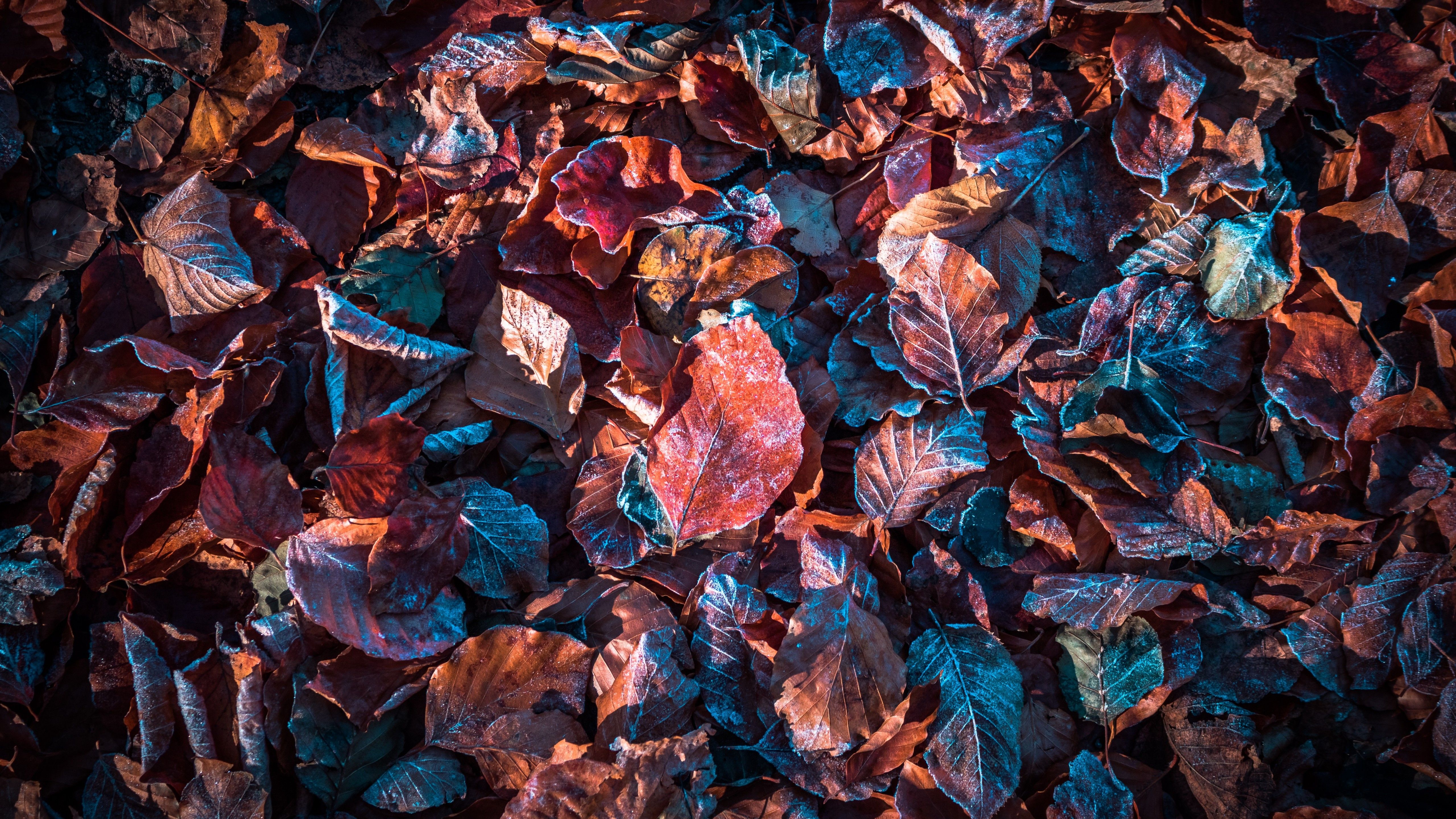 Autumn leaves 4K Wallpaper, Purple, Snow, Frost, Winter, Daytime, Fallen leaves, Foliage, 5K, Nature