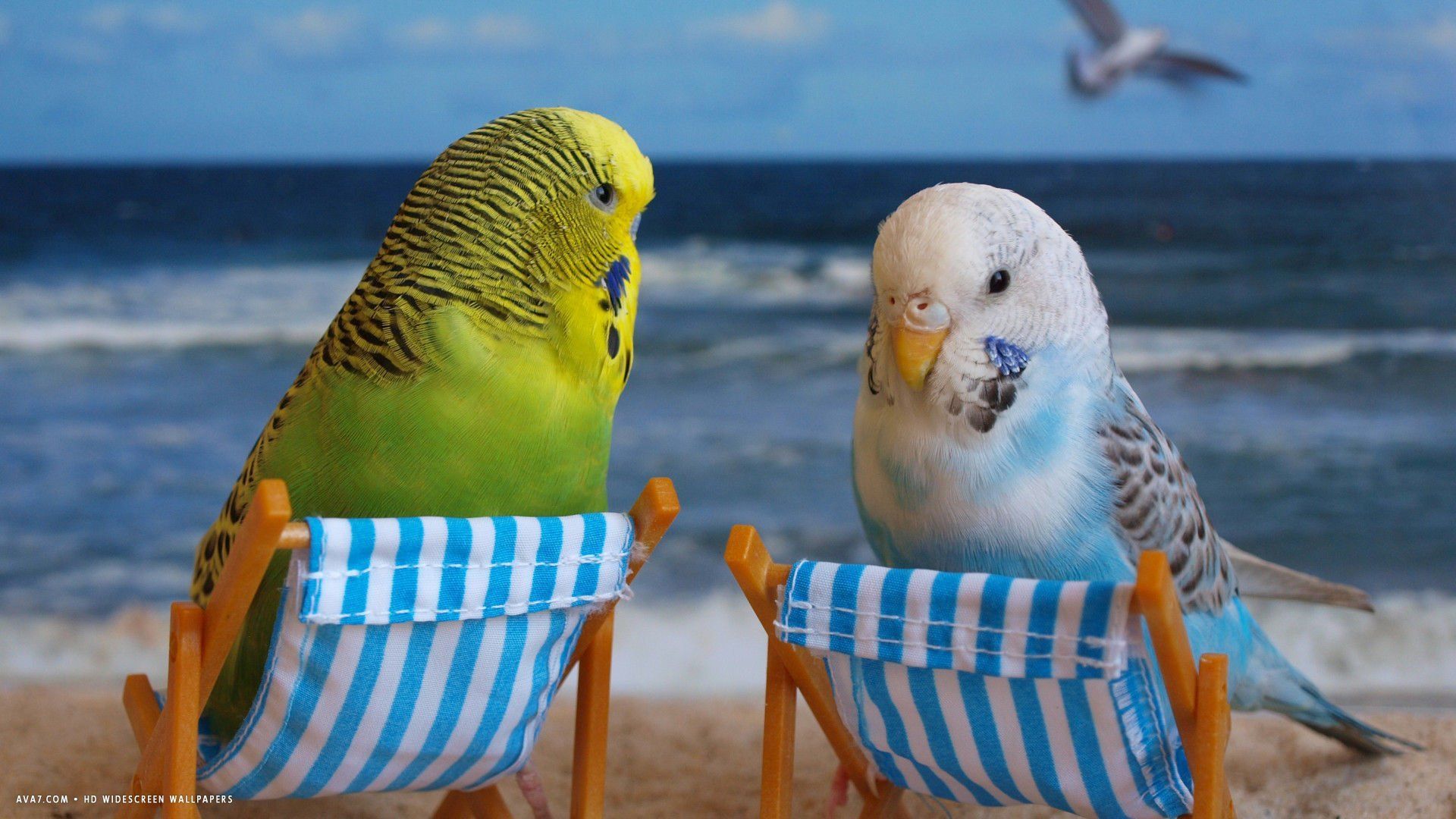 Free download animals Parakeets Birds Yellow Background Wallpapers HD  1920x1080 for your Desktop Mobile  Tablet  Explore 71 Parakeet  Wallpaper 