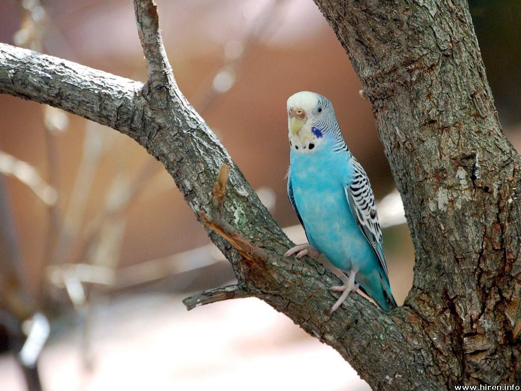 Blue Parakeet Wallpapers - Wallpaper Cave