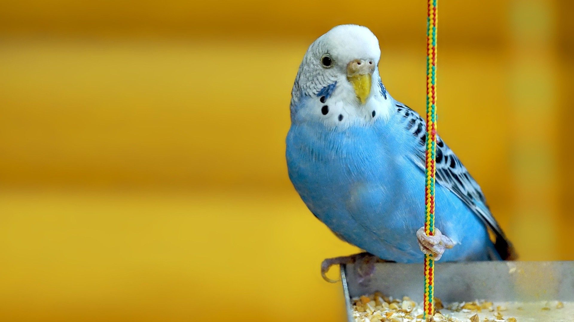 animals, Parakeets, Birds, Yellow Background Wallpaper HD / Desktop and Mobile Background