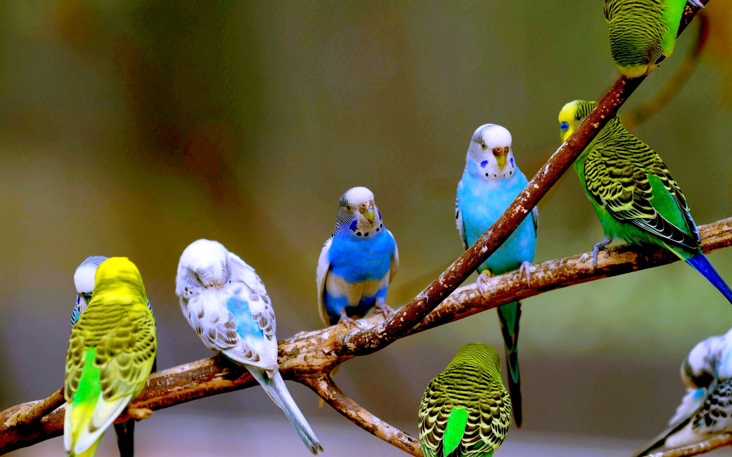 parakeets, budgies wallpaper