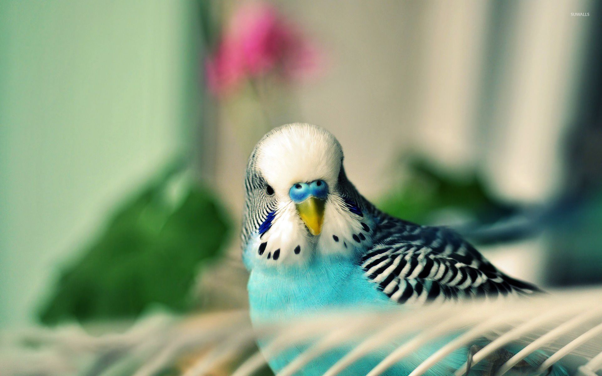 Free download Parakeet wallpaper Animal wallpaper 22362 [1366x768] for your Desktop, Mobile & Tablet. Explore Parakeet Wallpaper. Bird Wallpaper for Walls, Bird Pattern Wallpaper, Large Blue Bird Wallpaper