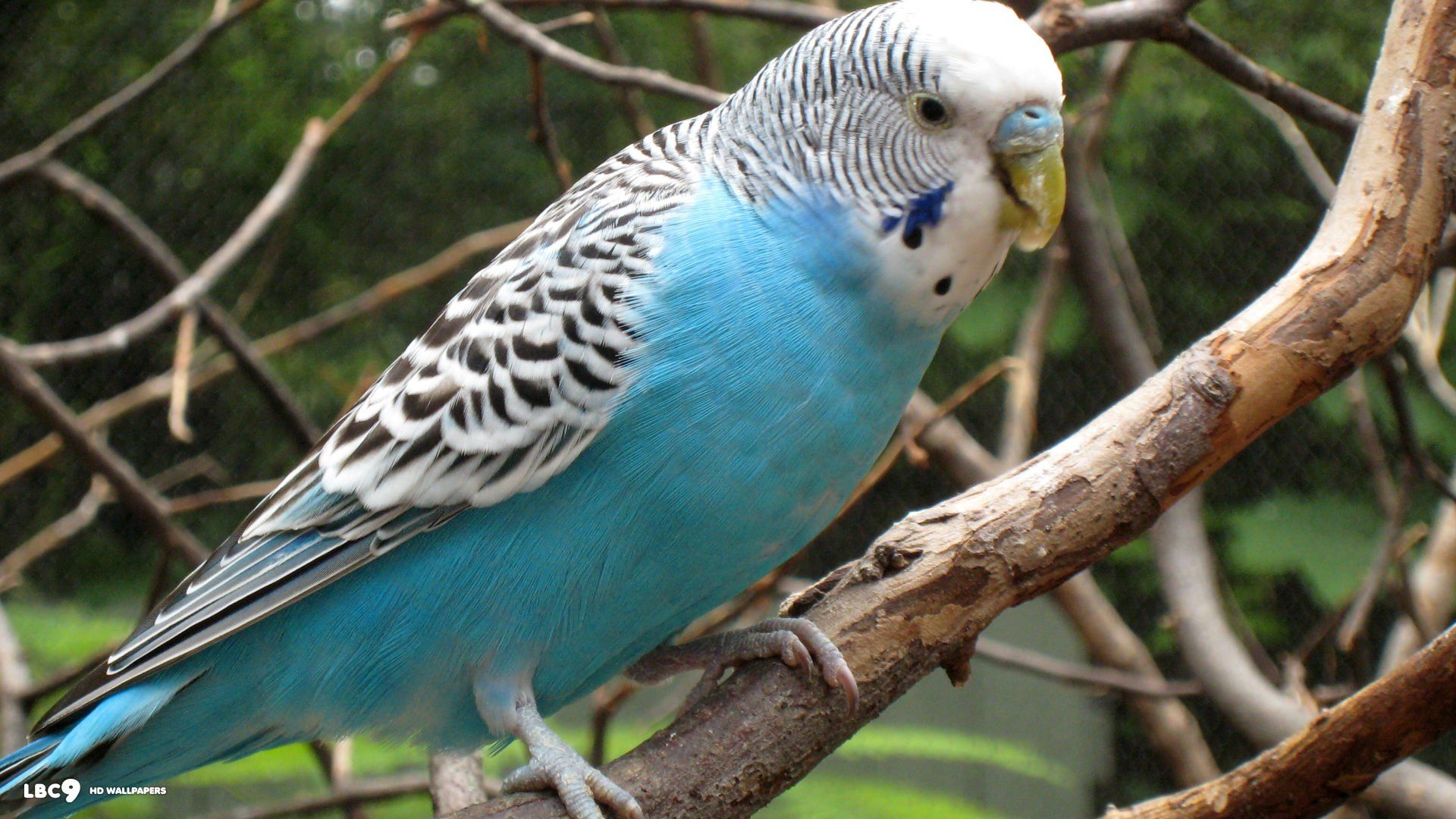 parakeet, Budgie, Parrot, Bird, Tropical, 7 Wallpaper HD / Desktop and Mobile Background