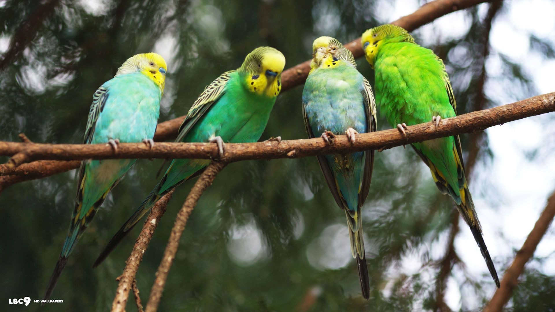 Budgie wallpaper. Budgerigar, Parrot, Parrot wallpaper