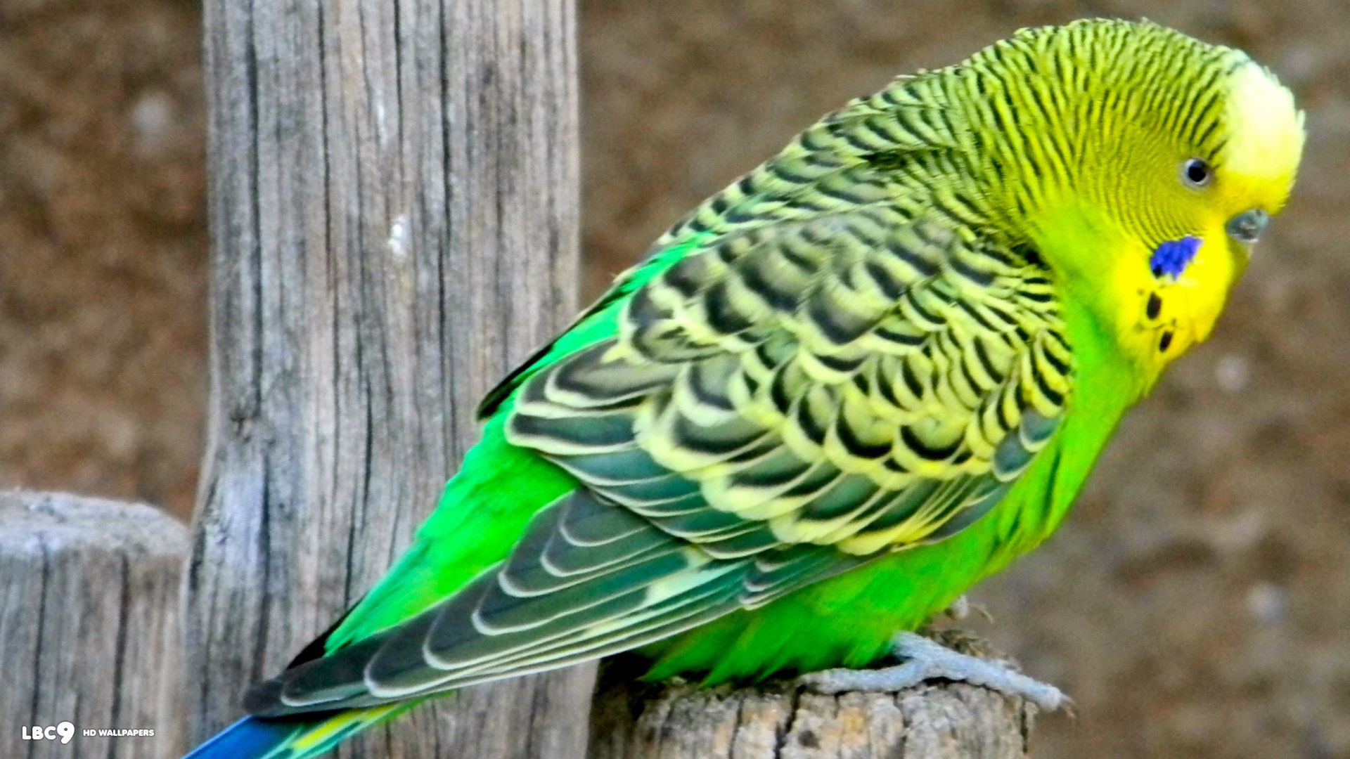 Parakeet Wallpaper