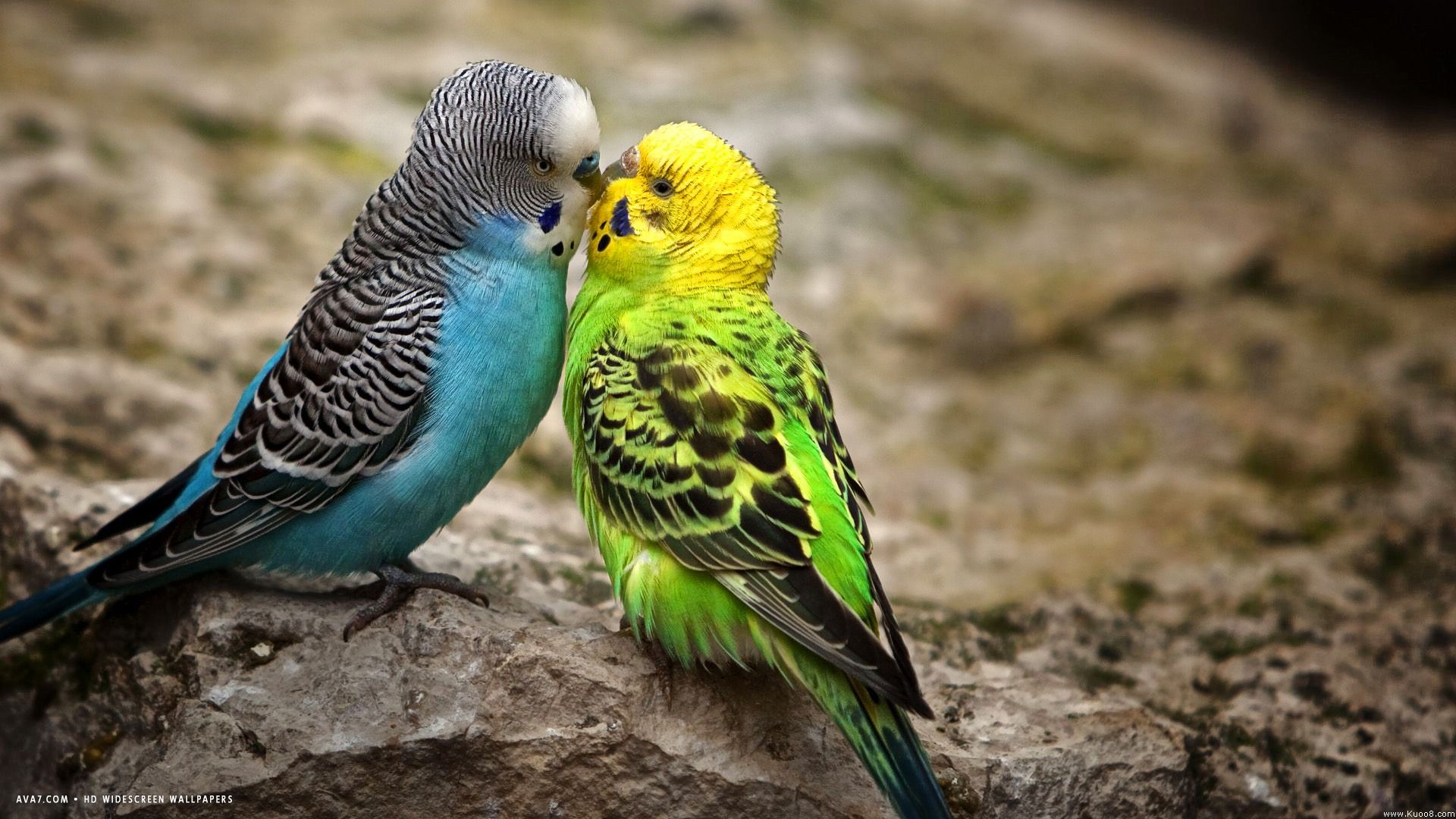 budgie parakeet kiss blue male green female birds HD widescreen wallpaper / birds background