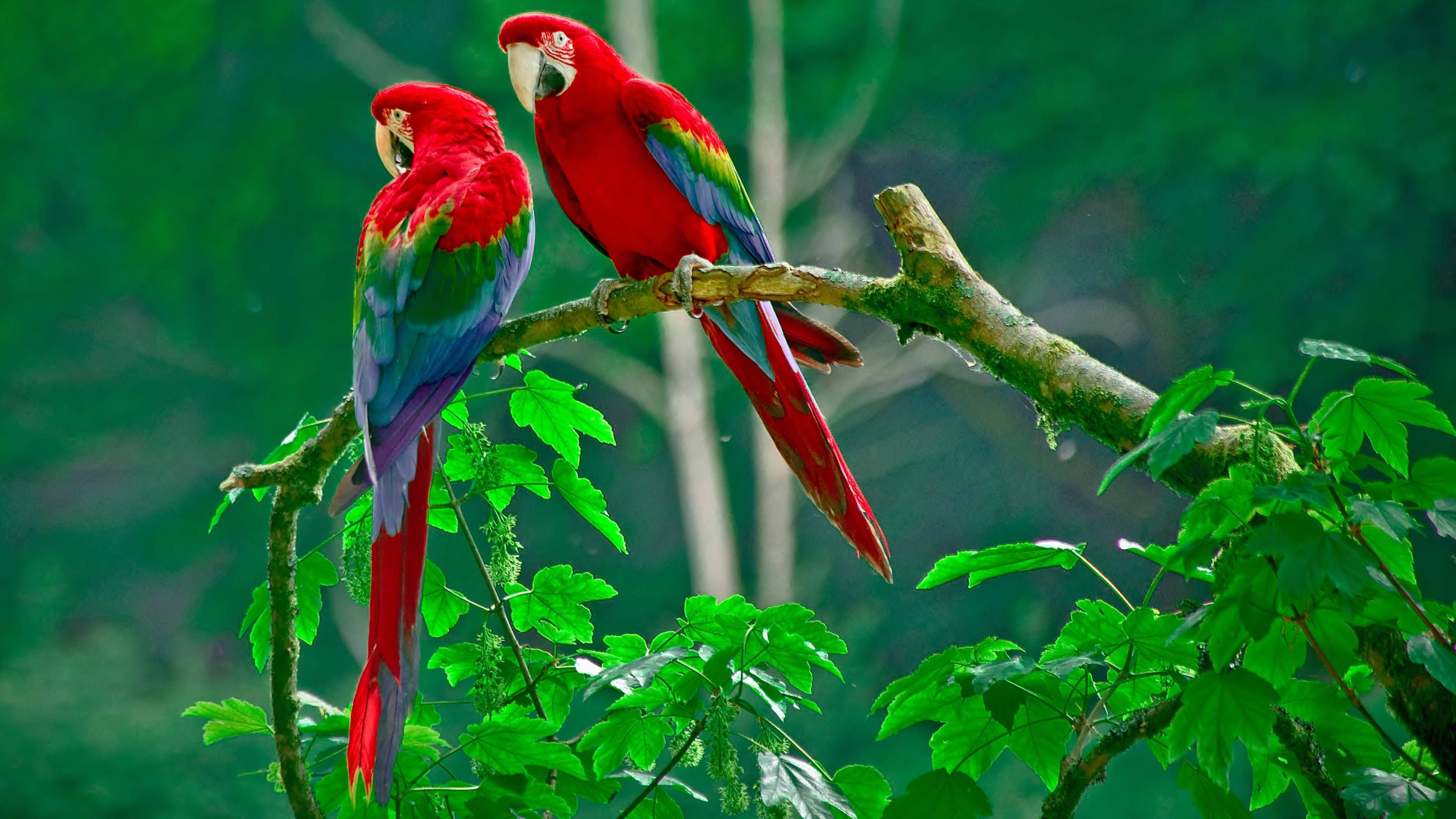 parrots Computer Wallpaper, Desktop Background 3840x2160 Id: 468209. Beautiful bird wallpaper, Parrot wallpaper, Bird wallpaper