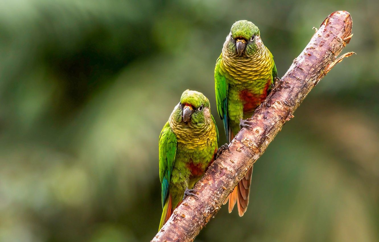 Wallpaper background, branch, green, parrots, a couple, two, parrots, wavy, two birds, two parrots image for desktop, section животные