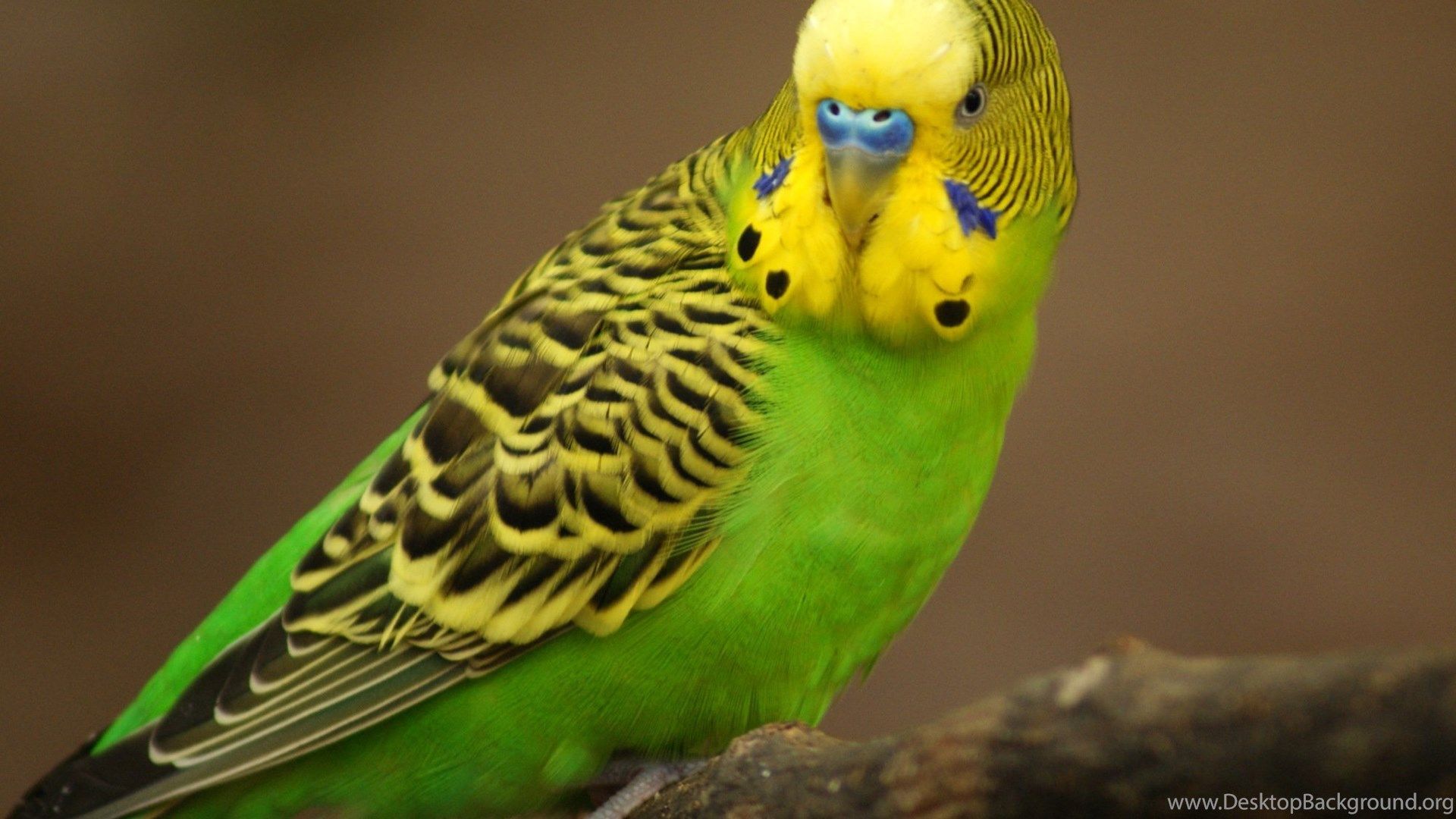 Parakeet Budgie Parrot Bird Tropical (58) Wallpaper Desktop Background